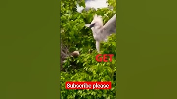 eagle 🦅🦅@sloth #shorts #video virl