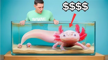 Buying The Most Expensive Axolotl In The World…