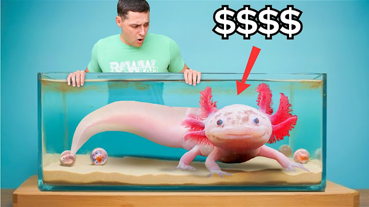 Buying The Most Expensive Axolotl In The World…