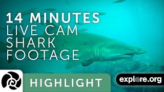 Shark Caught in the Wild 14 Unedited Minutes - Shark Live Cam Highlight