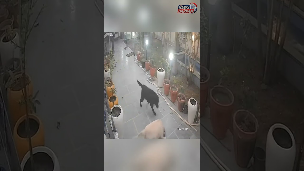 Loyal Dog Jimmy Takes On A Cobra To Protect His Family, Video Viral