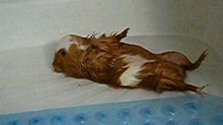 Guinea pig playing dead in the shower