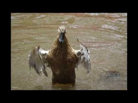 Crouching Tiger Drowning Duck (Sony RX10 mark iii)
