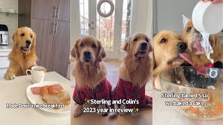 My Dog's Year In Reviewl