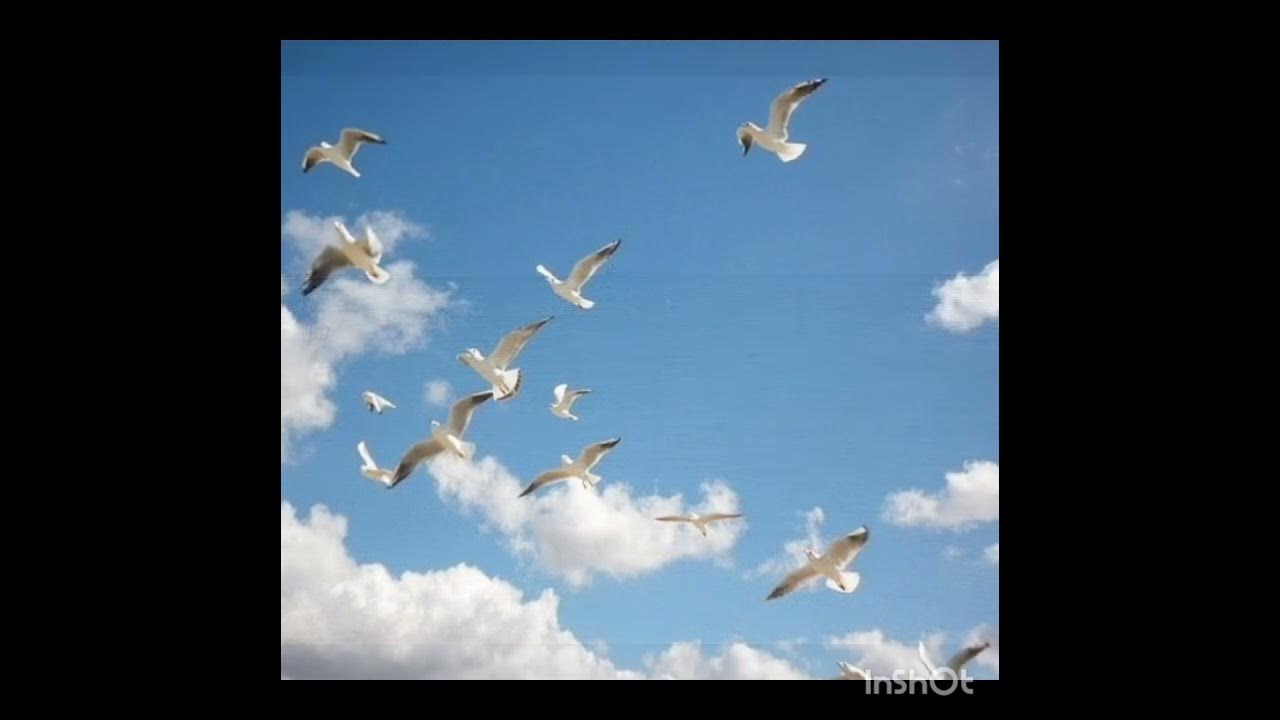 Песня стая белых птиц. Стая белых голубей. Белая стая