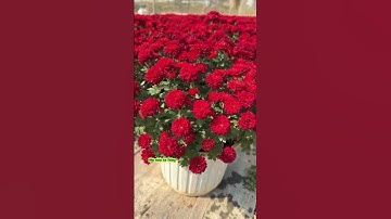 Cúc mâm xôi hàn đỏ rực rỡ đón Tết #nhavuonanthang #hoatet #nhavuonthangan #hoadepbonmua #hoacuc #ho
