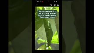 Famous Watch to learn how to use Survey123 to record your TSP invasive detections! #citizenscience #flx Profile