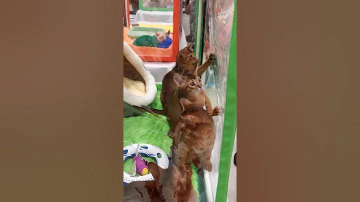 Watch the video about #shorts Awesome PLAYFUL #Kittens! 🥵😆❤️