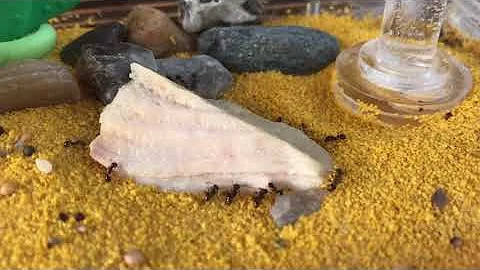 Муравьи в формикарии едят мясо. Чем можно кормит муравьёв. #ants