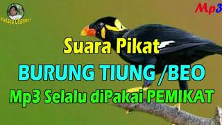 Suara Pikat Ampuh Mp3 Suara Asli Burung TIUNG atau BEO