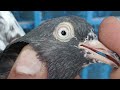 Teddy pigeons in Pakistan