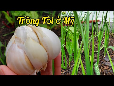 Video: Tỏi Ý Là Gì - Mẹo Trồng Cây Tỏi Ý