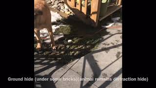 Search and rescue K9 Niko HRD (human remains detection) training