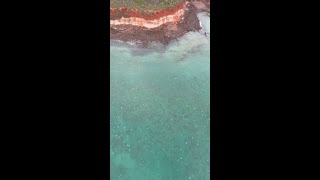 Download Lagu Magnificent scenes of a solo manta ray cruising just off the Tiwi Islands coast 🐚🌊 MP3 Download Lagu Magnificent scenes of a solo manta ray cruising just off the Tiwi Islands coast 🐚🌊 MP3