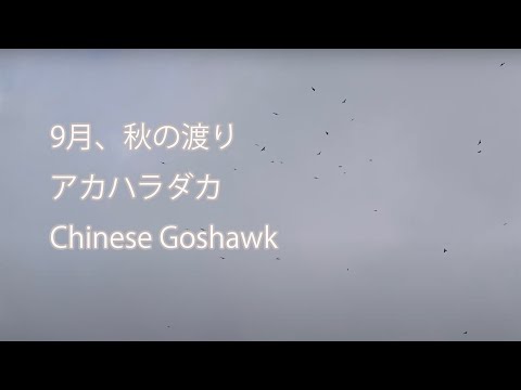 【9月、秋の渡り】アカハラダカ Chinese Goshawk