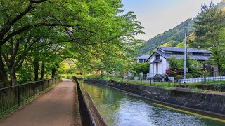 Sunny Morning Walk in Quiet Yamashina Canal Neighborhood | Japan 4K Ambience