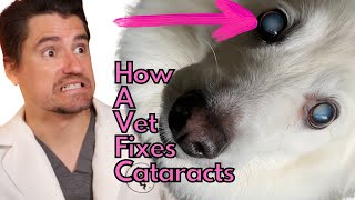 How a Vet Fixes Cataracts.  How to get your dog's vision back!