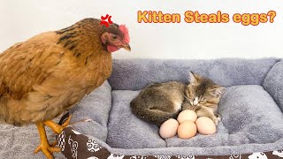 The hen suspects! Kitten has stolen the Eggs!The cat returned the Eggs to the hen