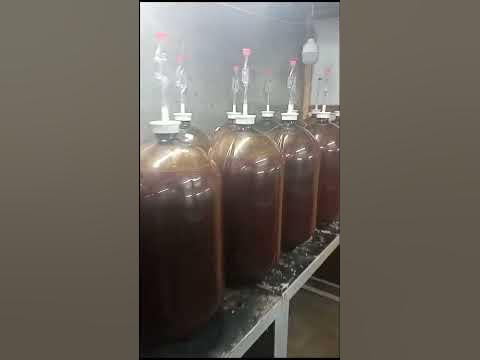 Саперави🍷🍇#виноградарство #виноделие #вино #винодомашнее - YouTube