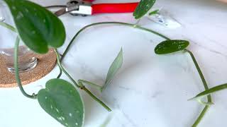 Satin Pothos Cutting - Water Propagation