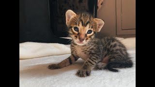 F8 Savannah Kitten Girl