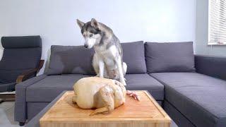 Leaving My Husky Home Alone with a Baked Whole Chicken..