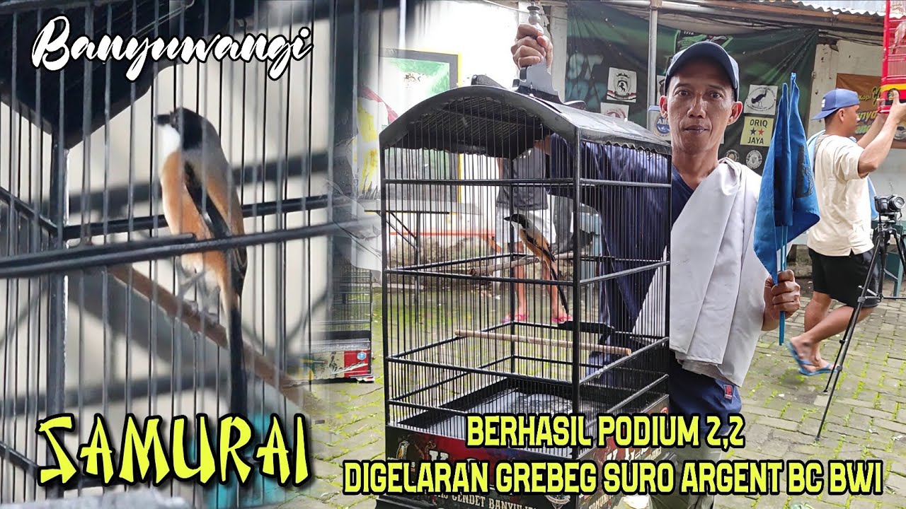 Cendet SAMURAI berhasil menyabet juara 2.2 digelaran GREBEG SURO argent Banyuwangi.