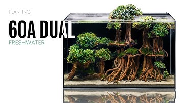 UNS 60A Dual All-in-One Aquarium - Planting a Bonsai Tree Aquarium Setup