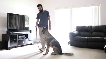 How to teach the down command - HouseholdK9.com