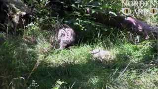 Amurleopardunge 20120816
