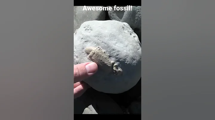 one of my best fossils from the location #fossil #geology #paleontology - DayDayNews