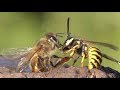 Best of 30.7.2019. Wasp against bees in my garden. Wespen gegen Bienen