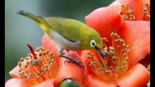 birds flowers bird colorful exotic same kind