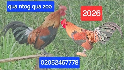 Qaib dib qua zoo qua ntog kawg lis noob qaib tuaj zoo 2026