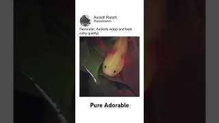 Axolotl Sounds Are So Cute
