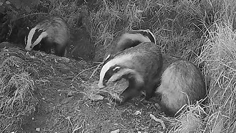 New Forest Explorers Guide - Badger brings back bedding but meets a traffic jam at the sett entrance