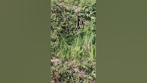 Nag-Nagin dancing| How snakes mate. #snakevideo #snakes #kingcobrasnake #kingcobra