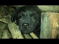 A stray puppy snuggles under a landfill, attacked by ticks