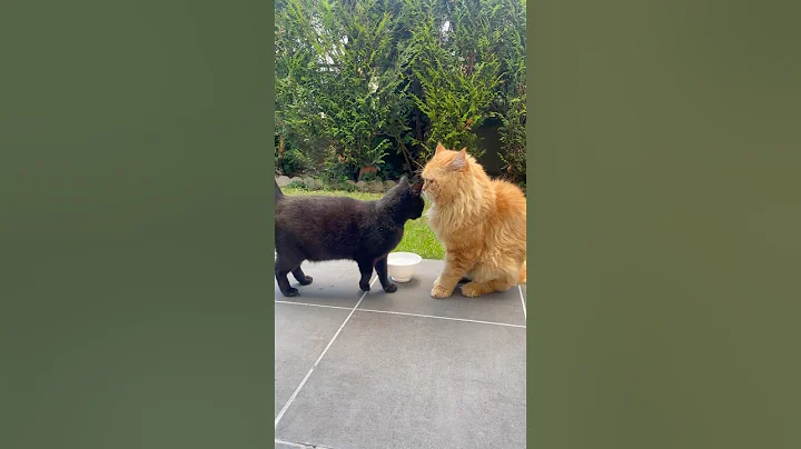 Watch the video about #catshorts #catlover #catvideos #mainecoon #cute