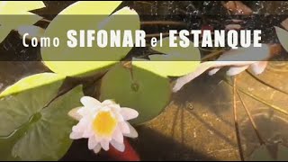 Como sifonar el estanque | Mantenimiento del estanque