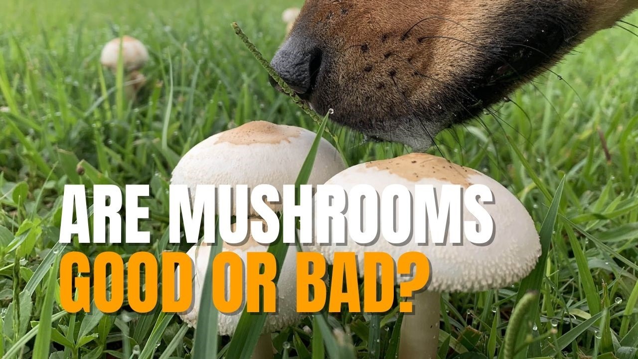 Are Lawn Mushrooms Good or Bad? - Why Mushrooms Grow in Lawns