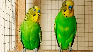 Help Lonely Budgies to Chirp, Nature Parakeets Bird Sound 9 Hr by Beel Pet Budgie Sounds  847 views 5 days ago 8 hours, 59 minutes