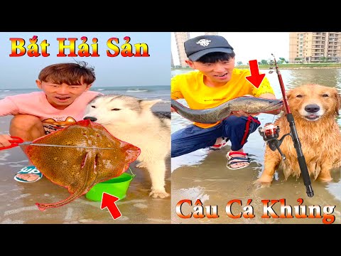 Thú Cưng TV | Dương KC Pets | Gia Đình Gâu Đần #19 | Chó Golden thông minh vui nhộn | funny cute dog