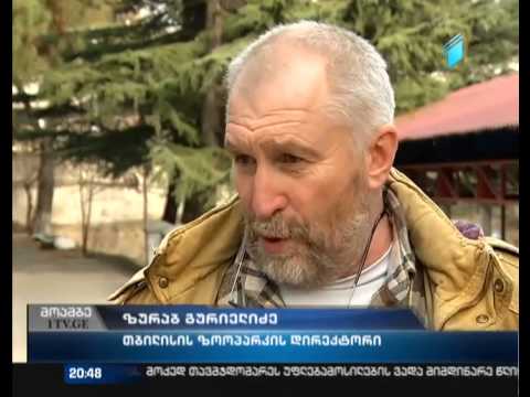 თბილისის ზოოპარკში გაქცეული ნიამორი დააბრუნეს