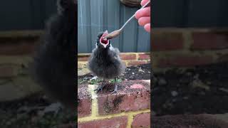 When Mags was Just a Baby | Magpie Mags and Goldendoodle Puppy Mimi | cute baby bird | mags and mini