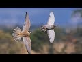 Falcon vs pigeon 1080p