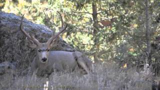 Stare Down with Zen Master Buck Muledeer