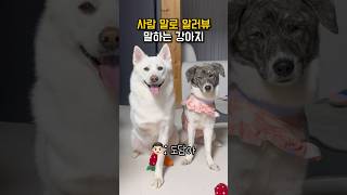 사람 말로 알러뷰 말하는 강아지 #shorts
