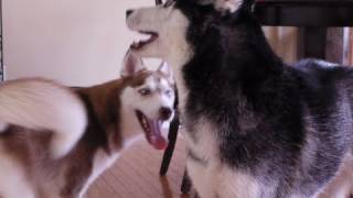 Ask Mishka: Do you love Laika?