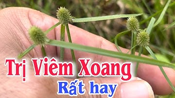 Loại Cỏ trị Viêm Xoang rất hay. PHAN HẢI Channel